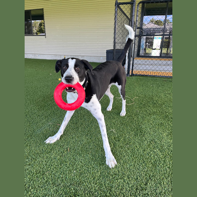 Photo of Charger