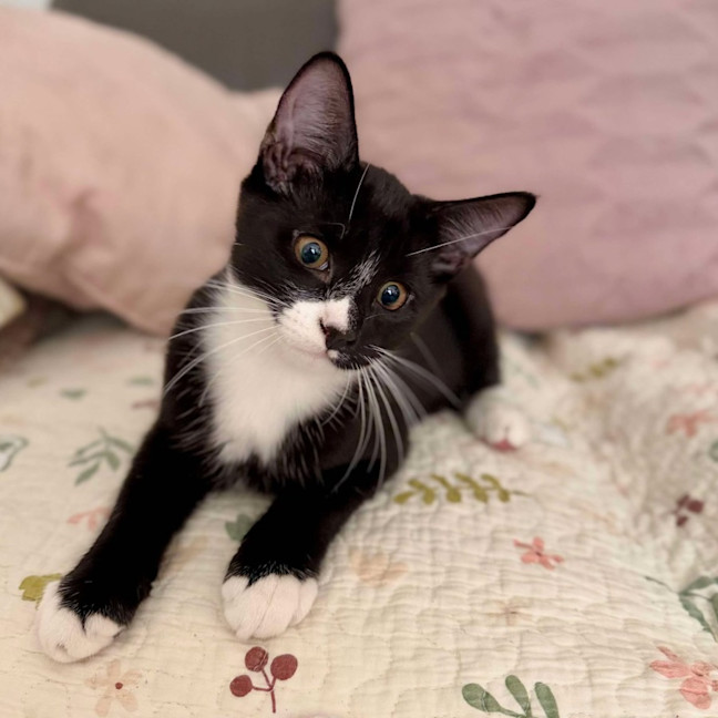 Photo of Chilli   Located In Croydon