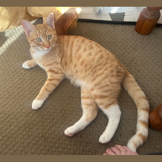 Photo of Frankie