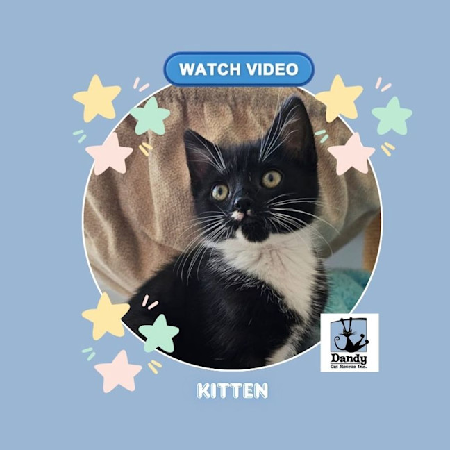 Photo of Bitsy ^^Dandy Cat Rescue^^