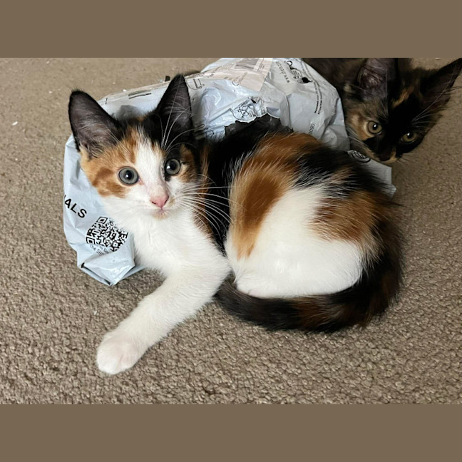 Photo of Jelly Bean