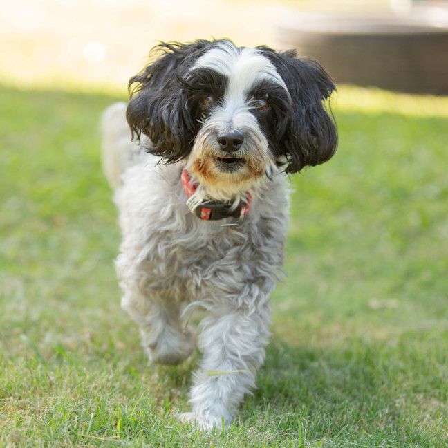 Photo of Ruby