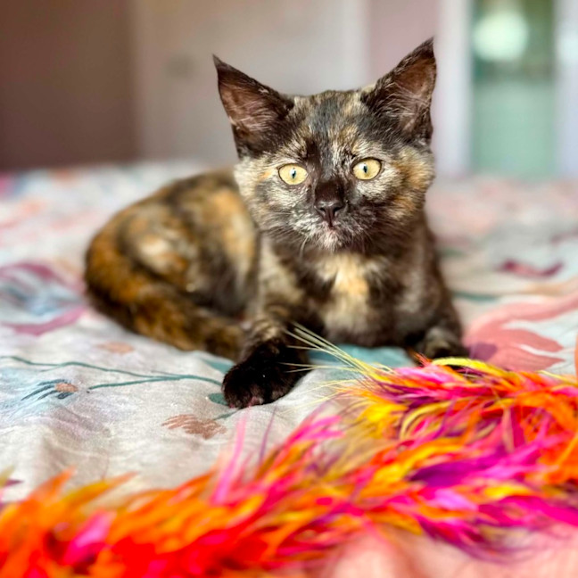 Photo of Tulip   In Foster Care In Healesville