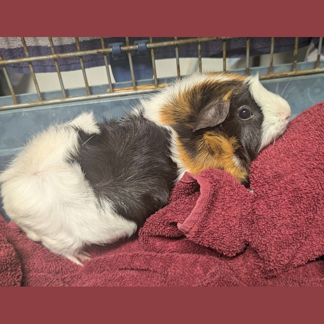 Photo of Wheatie