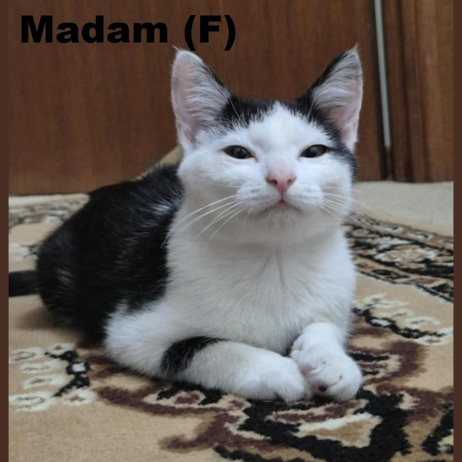 Photo of Madam