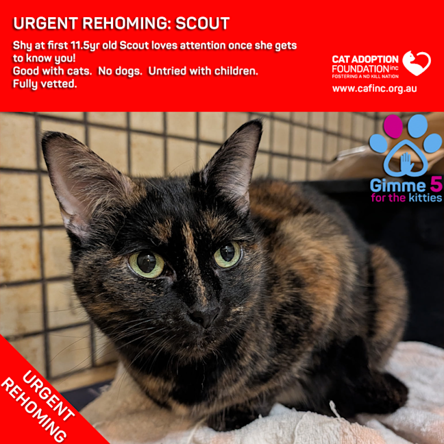 Photo of Scout