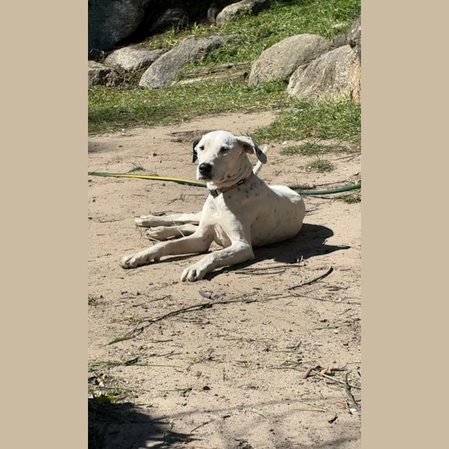 Photo of Daisy