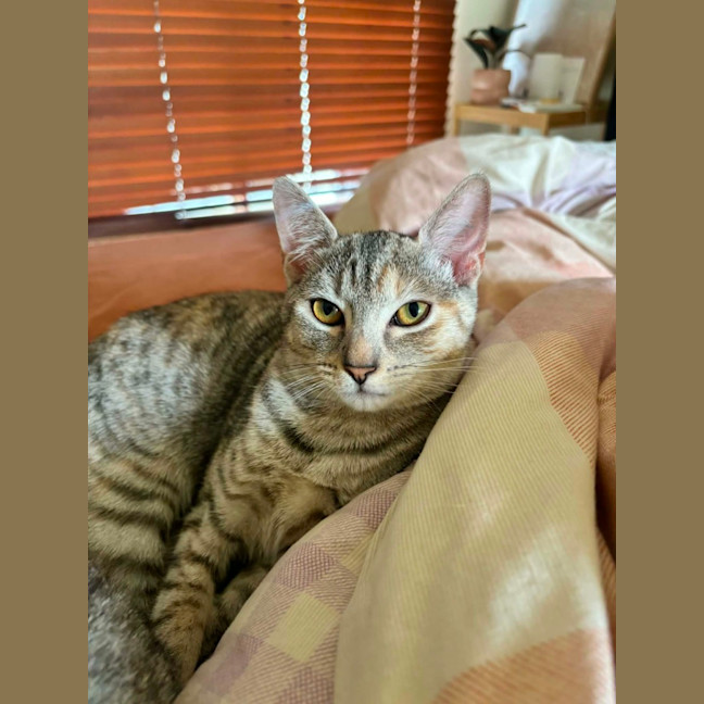 Photo of Talli   In Foster Care In Richmond
