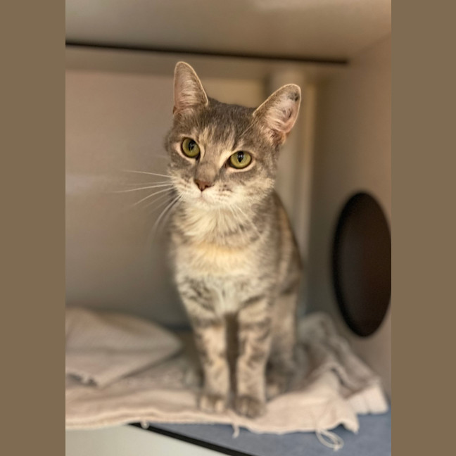 Photo of Piper