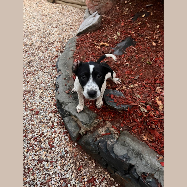 Photo of Stella
