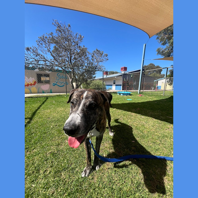 Photo of Lenny (Yeti)