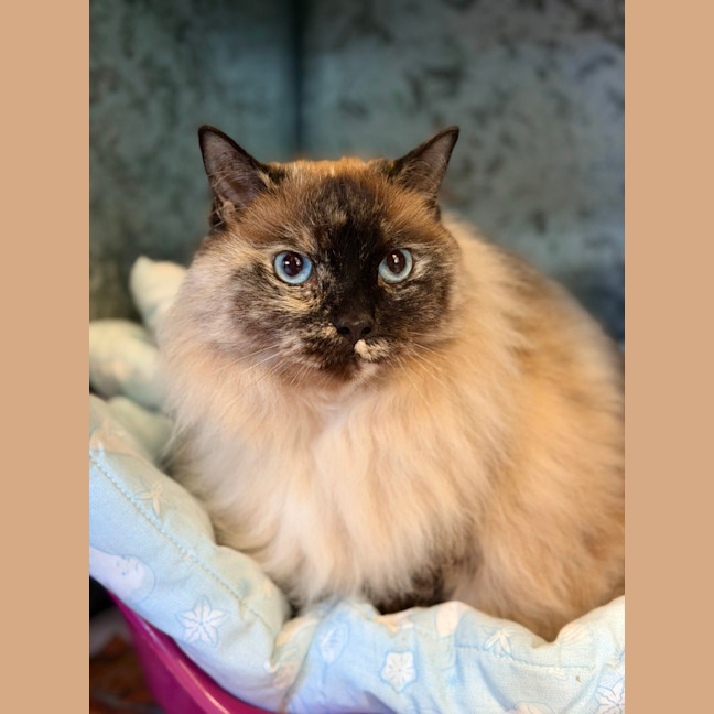 Photo of Aurora