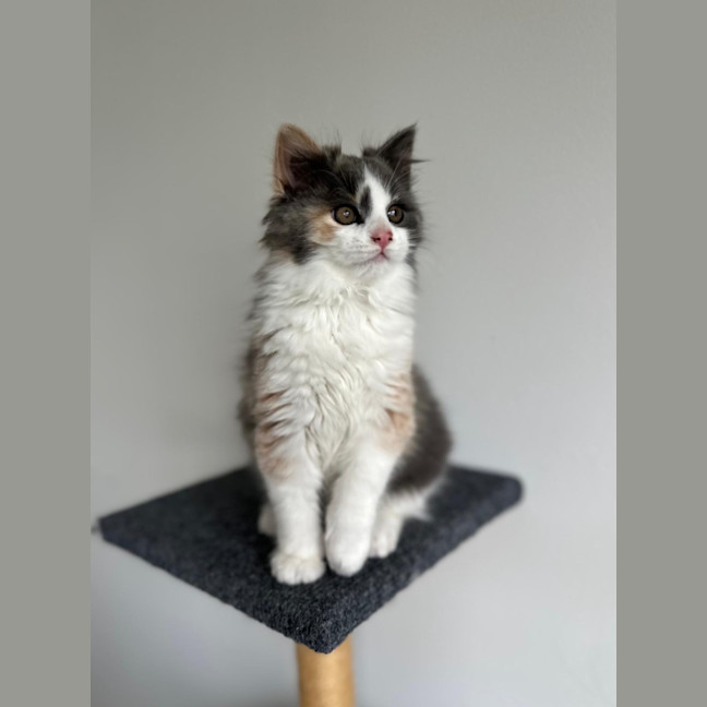 Photo of Celeste