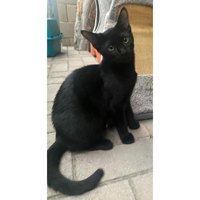 Photo of 11536   Mozart