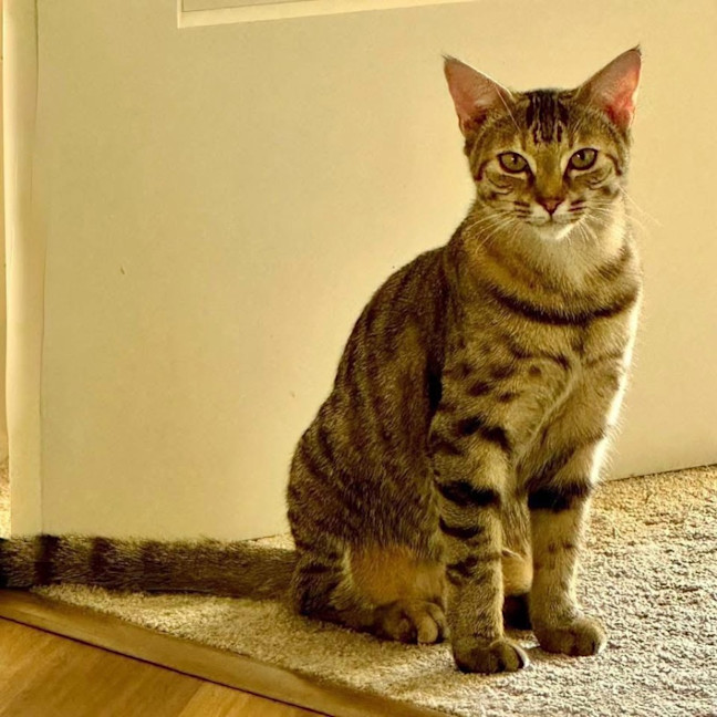 Photo of 11725   Candy Cane