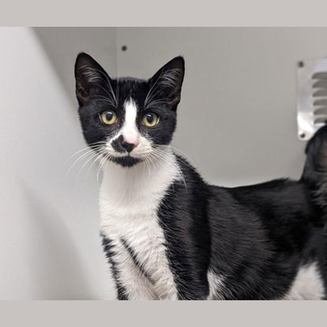 Photo of Domino