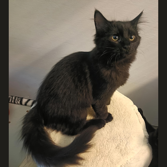 Photo of Piper