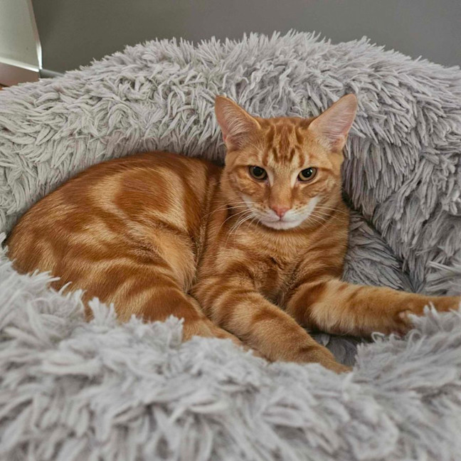 Photo of Pablo   Located In Melton South