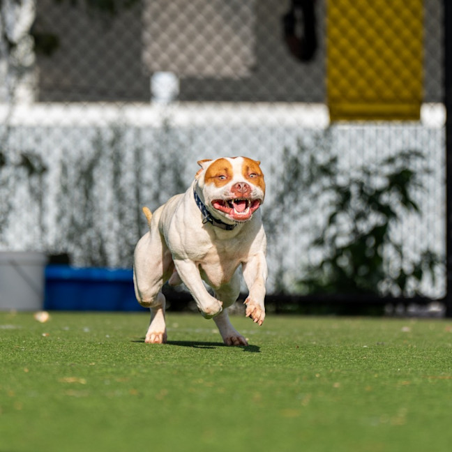 Photo of Cheezel Imp 2596