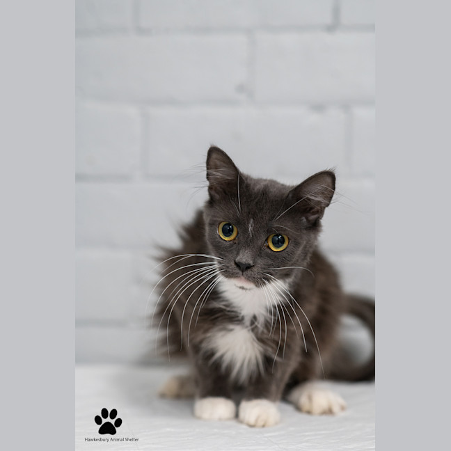 Photo of Smokey