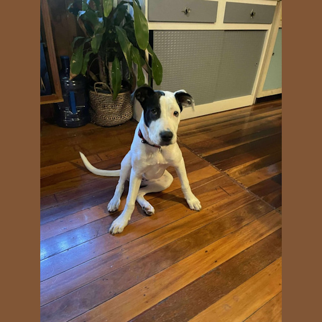 Photo of Abby
