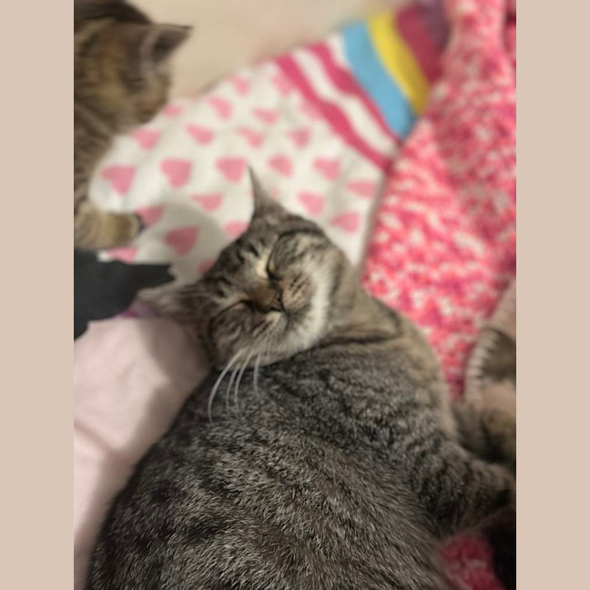 Photo of Acorn And Oak