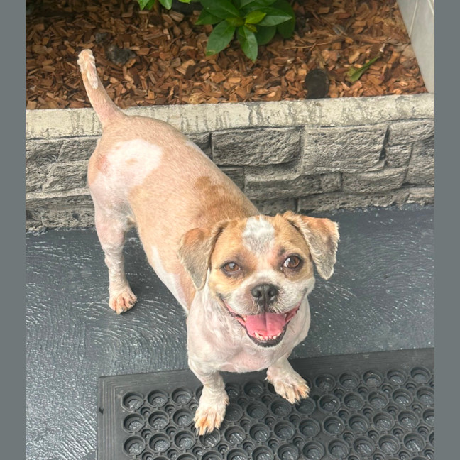 Photo of Chewy And Warf 🐶😎