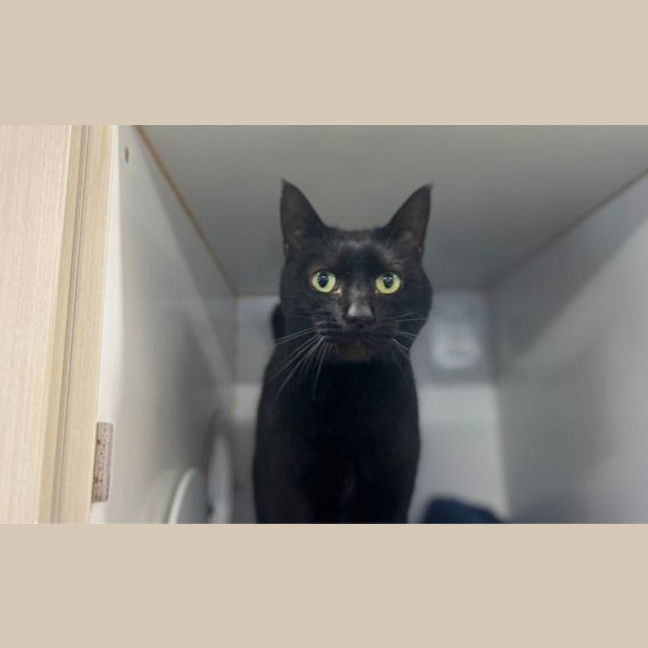 Photo of Salem