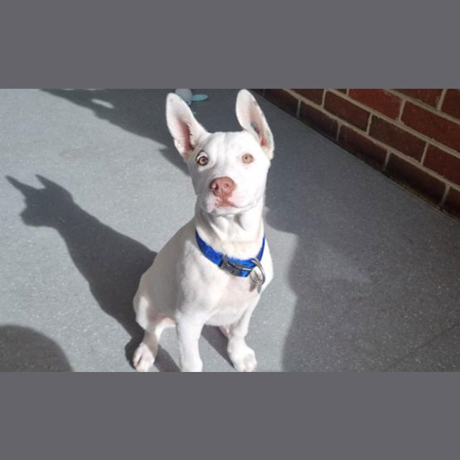 Photo of Olive