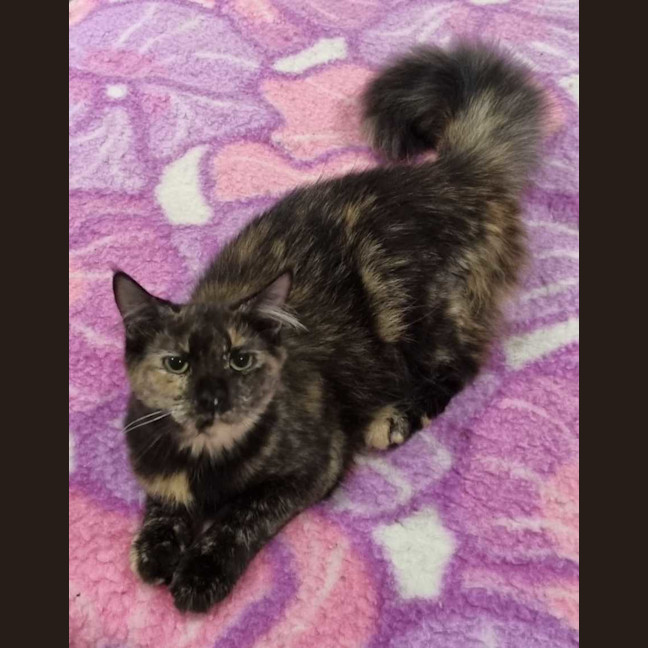 Photo of Dolly
