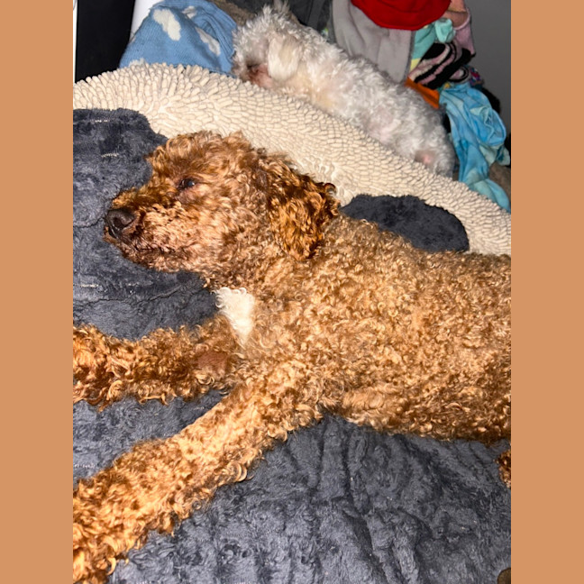 Photo of Theo