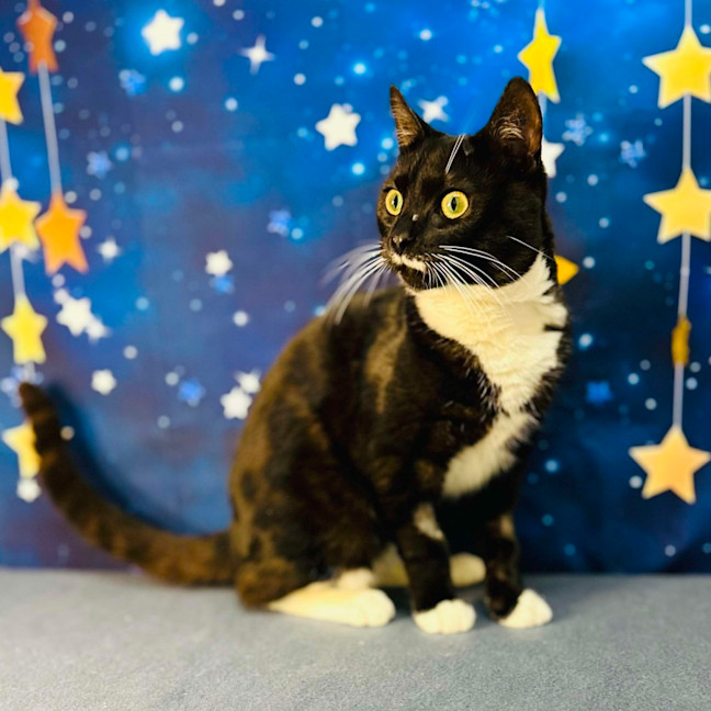 Photo of Flint   Located In Keilor Downs