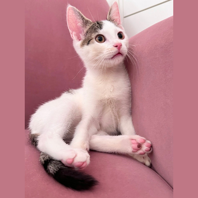 Photo of Sugar
