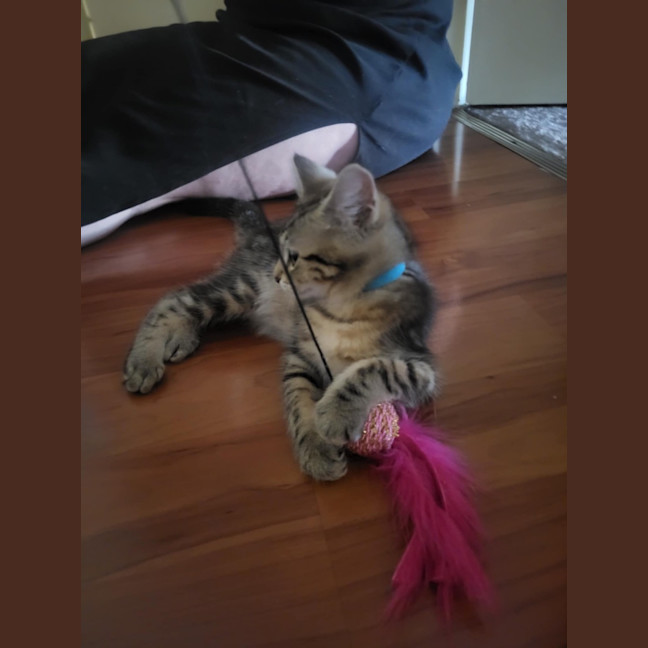 Photo of Moana Meet Me @Petstock Carrum Downs Store 