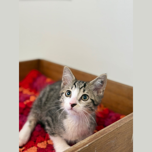 Photo of Munchkin