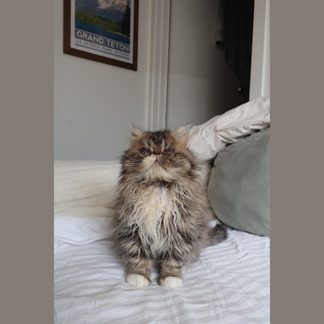 Photo of Beef Wellington