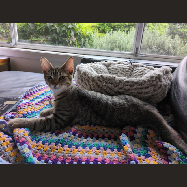 Photo of Nutmeg