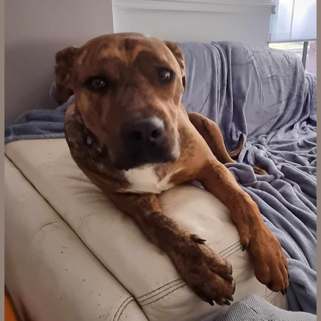 Photo of Chestnut (Chester)