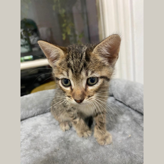 Photo of Bandit