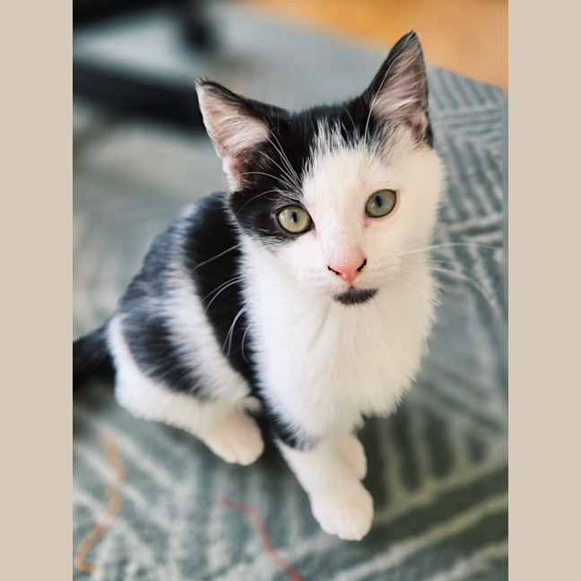 Photo of Stanley   In Foster Care In Northcote