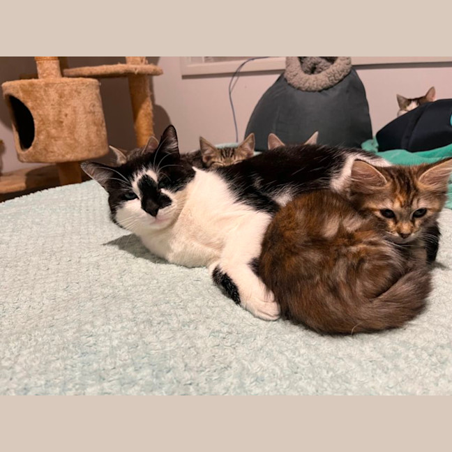 Photo of Stitch *9 Lives Project Rescue*