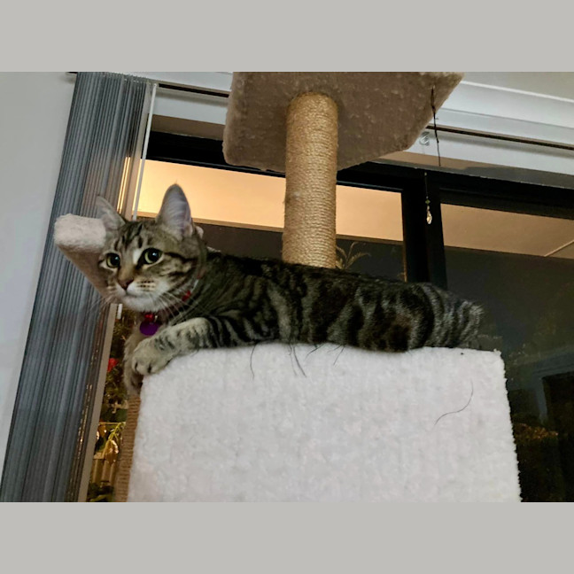 Photo of Luna