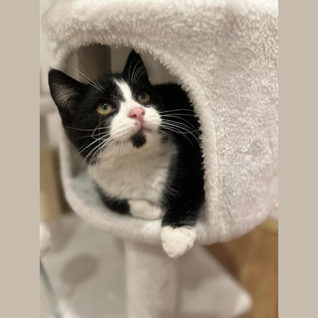 Photo of Jasper   In Foster In Doreen