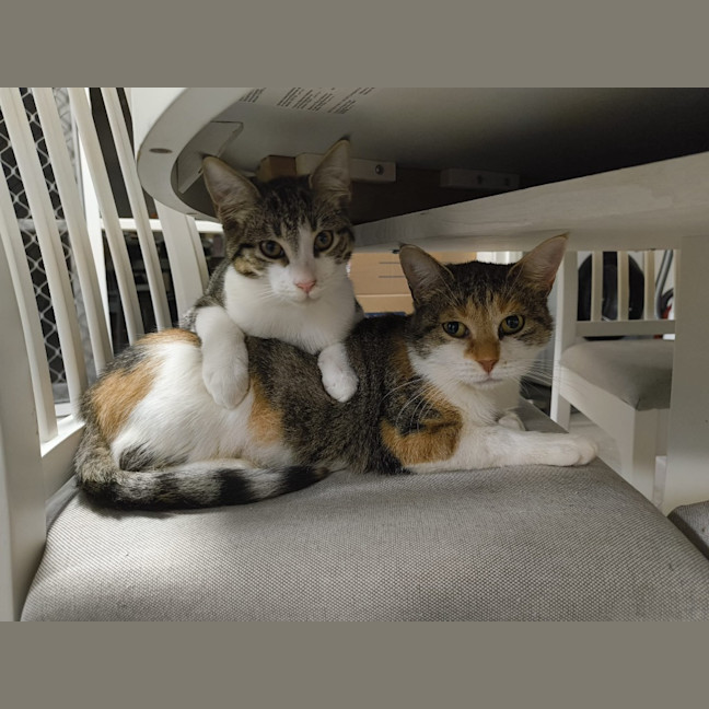 Photo of Purrtunia
