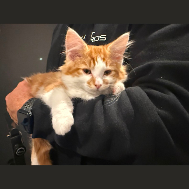 Photo of Cosy