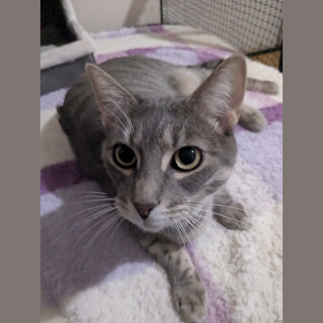 Photo of Cherry