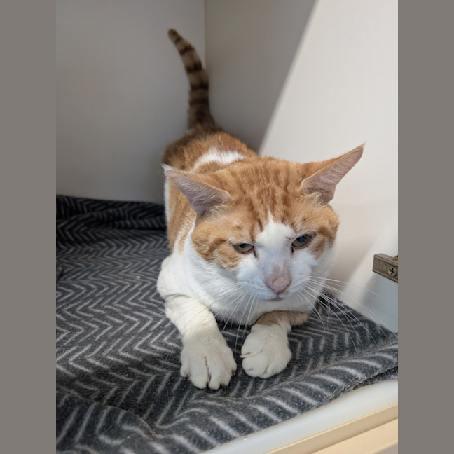 Photo of Houdini 