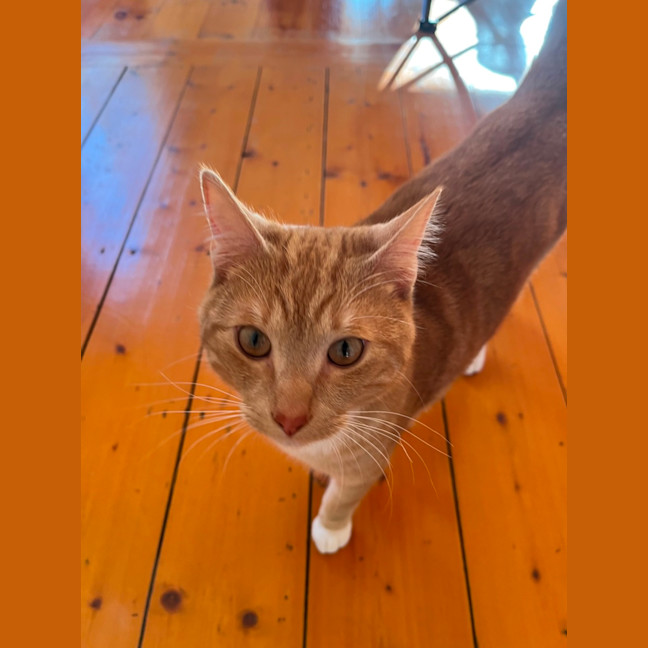 Photo of Woody 
