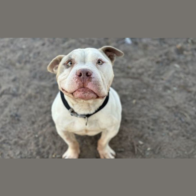 Photo of Hancho