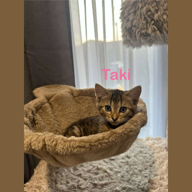 Photo of Taki